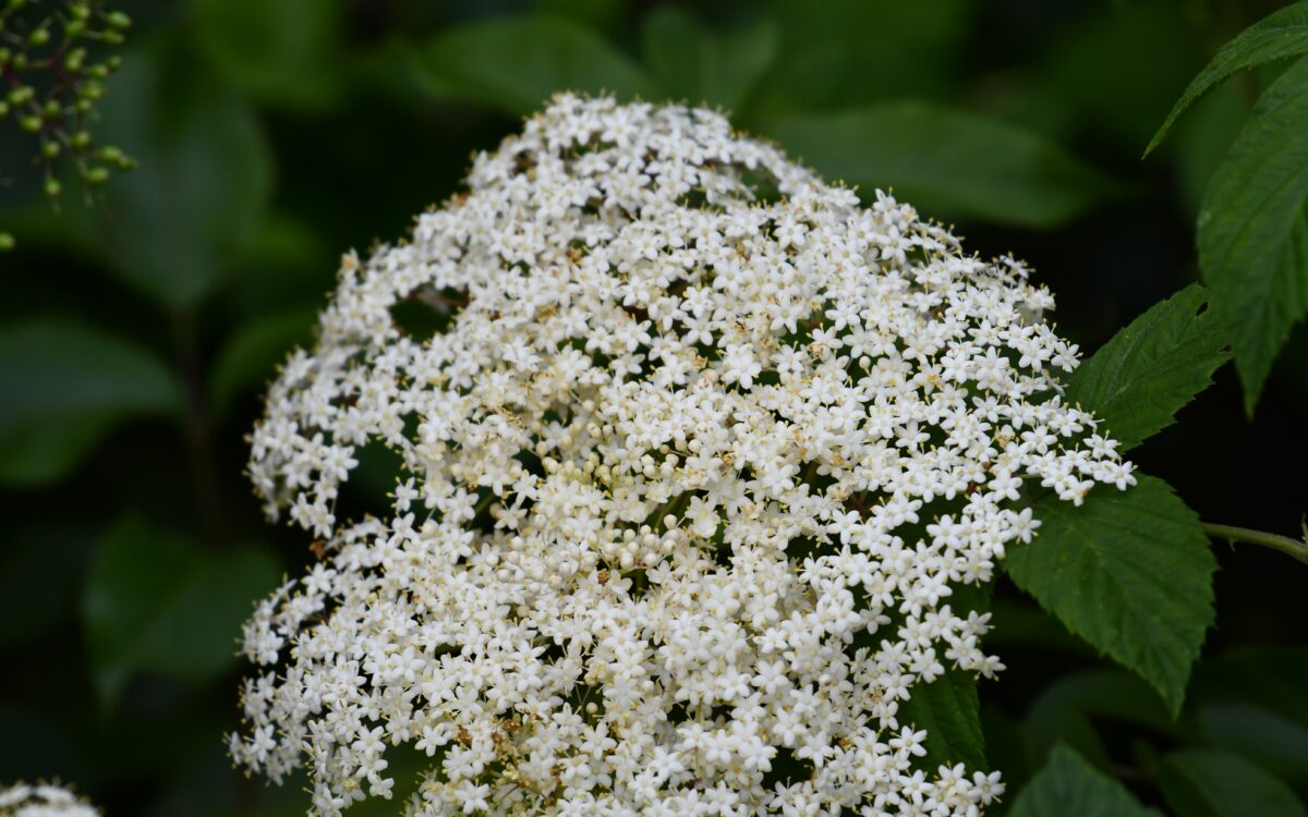 A GUIDE TO ELDERFLOWER SEASON